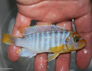 Metriaclima hajomaylandi